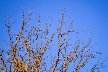 tree branches against blue sky