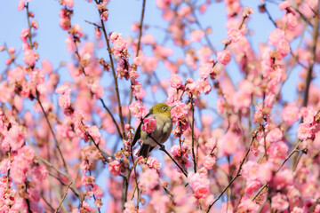 梅の花とメジロ