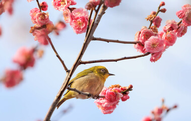 梅の花とメジロ