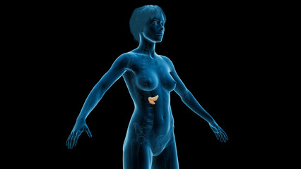 3D Rendered Medical Illustration of Female Anatomy - The Pancreas