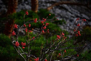 Bright red berries on a bush in the gorge