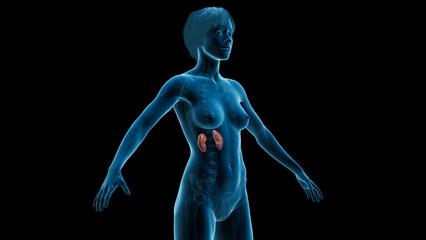3D Rendered Medical Illustration of Female Anatomy - The Kidneys