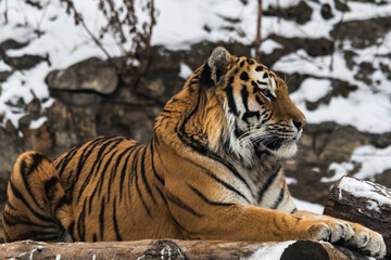 The Amur tiger lies and looks forward