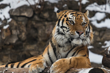 The Amur tiger lies and looks forward