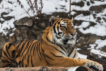 The Amur tiger lies and looks forward