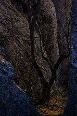 Tree in a gorge between rocks