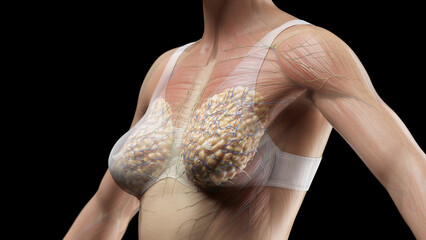 3D Rendered Medical Illustration of Female Anatomy - Muscles of Chest. With clothing. - obrazy, fototapety, plakaty