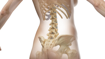 3D Rendered Medical Illustration of Female Anatomy - Bones of the abdomen and pelvis. - obrazy, fototapety, plakaty
