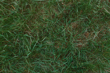 Naklejka na ściany i meble Green grass texture background, Green lawn, Backyard for background, Grass texture, Green lawn desktop picture, Park lawn texture. High quality photo