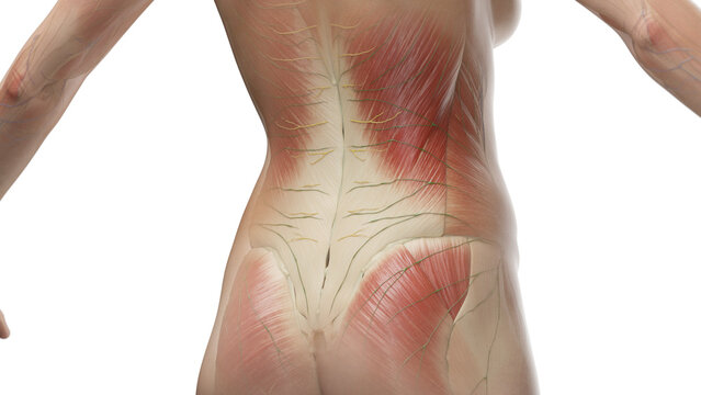 3D Rendered Medical Illustration of Female Anatomy - muscles of the lower back.