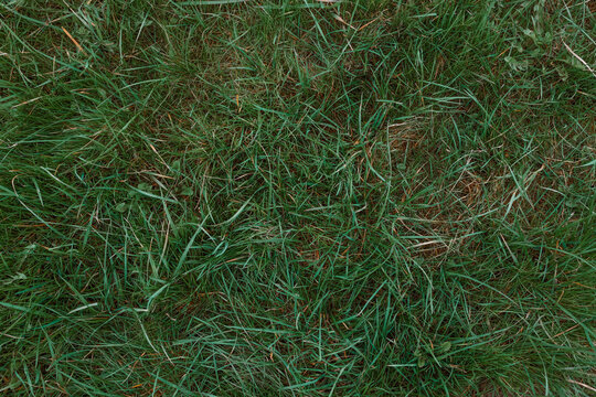 Green grass texture background, Green lawn, Backyard for background, Grass texture, Green lawn desktop picture, Park lawn texture. High quality photo