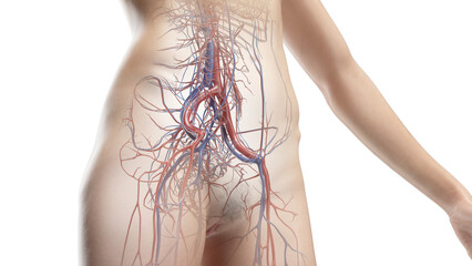 3D Rendered Medical Illustration of Female Anatomy - vascular system of the the abdomen and pelvis