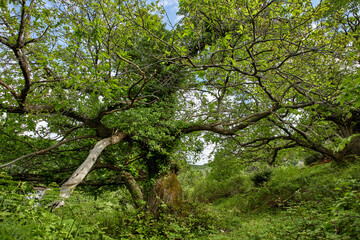old trees in the forest