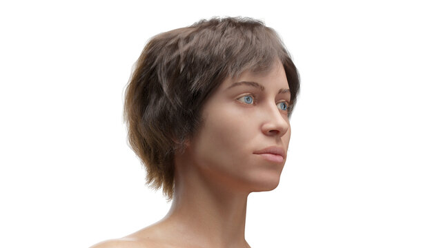3D Rendered Medical Illustration of Female Anatomy - The head