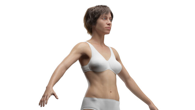 3D Rendered Medical Illustration of Female Anatomy - Clothed