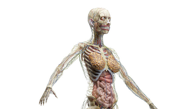 3D Rendered Medical Illustration of Female Anatomy - The Internal Organs