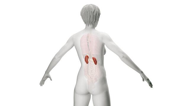3D Rendered Medical Illustration of Female Anatomy - The Kidneys.