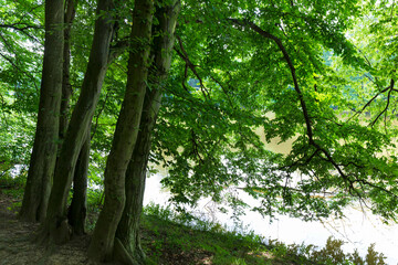 Romantic solitude Path with old big Trees about River Sazava in Central Czech