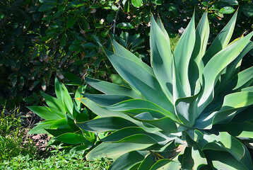 Agave attenuata or Fox tail tropical succulent plants in the garden of Tenerife,Canary...