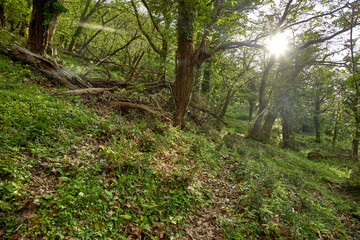 old trees in the forest