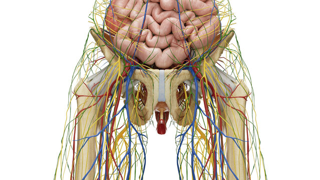3D Rendered Medical Illustration of Female Anatomy - Organs of the Abdomen and Pelvis.