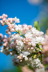 lilac branch blooms  in garden