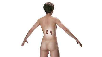 Fototapeta premium 3D Rendered Medical Illustration of Female Anatomy - Kidneys.