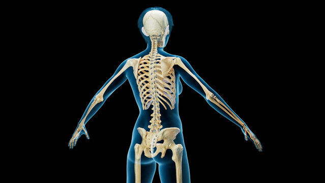 3D Rendered Medical Illustration of Female Anatomy - The Skeleton