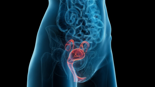 3D Rendered Medical Illustration of Female Anatomy - Reproductive system.