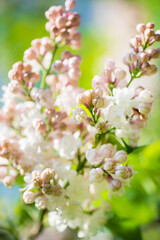 Fototapeta na wymiar lilac branch blooms in garden