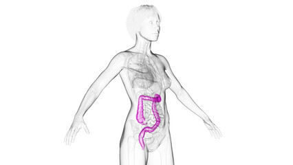 3D Rendered Medical Illustration of Female Anatomy - The Large Intestine.