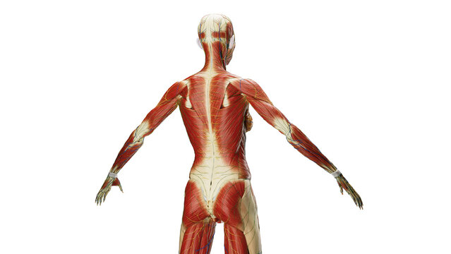 3D Rendered Medical Illustration of Female Anatomy - Muscular System.