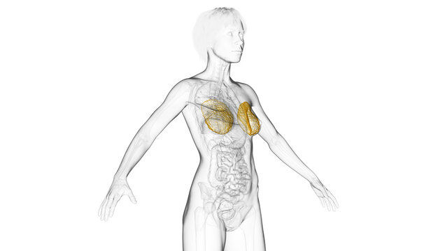 3D Rendered Medical Illustration of Female Anatomy - Breast tissue