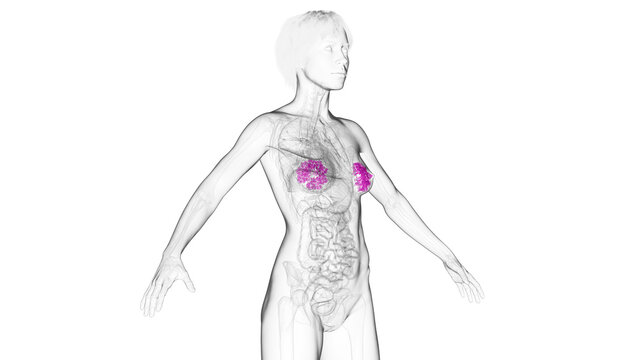 3D Rendered Medical Illustration of Female Anatomy - The Mammary Glands.