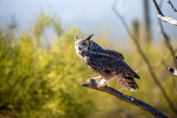 great horned owl perched on branch