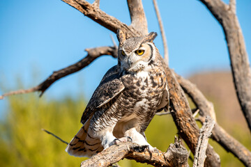 owl perched on branch
