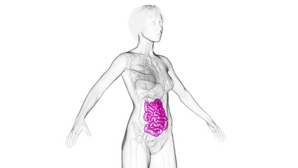 3D Rendered Medical Illustration of Female Anatomy - The Small Intestine