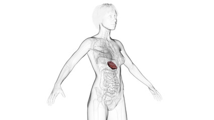 3D Rendered Medical Illustration of Female Anatomy - The Spleen
