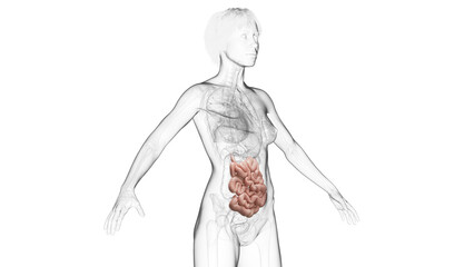 3D Rendered Medical Illustration of Female Anatomy - Small Intestines