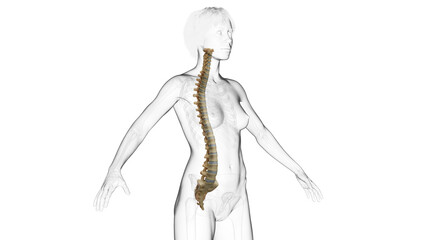 3D Rendered Medical Illustration of Female Anatomy - The Spine