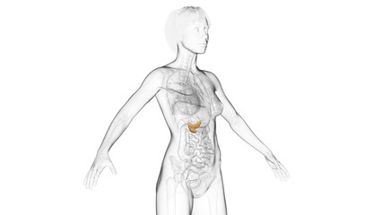 3D Rendered Medical Illustration of Female Anatomy - The Pancreas