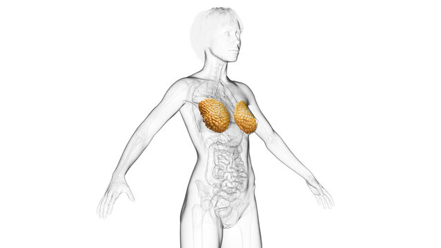 3D Rendered Medical Illustration of Female Anatomy - Breast Tissue