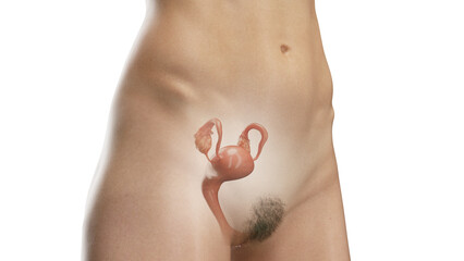 3D Rendered Medical Illustration of Female Anatomy - Reproductive System - obrazy, fototapety, plakaty