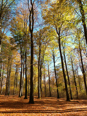 Sonnendurchfluteter dichter Wald im Herbst mit hohen Bäumen und Laub auf dem Boden auf dem...