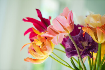Obraz premium fresh tulips in the vase