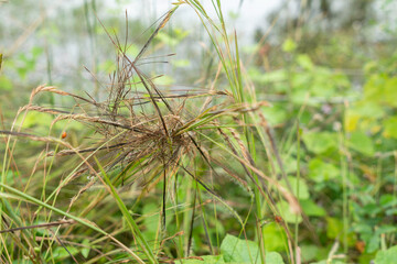 The tangle of grass in the meadow.