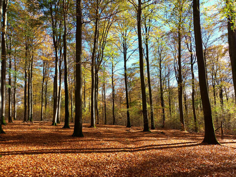 Sonnendurchfluteter dichter Wald im Herbst mit hohen Bäumen und Laub auf dem Boden auf dem Wanderweg Traumschleife Wildnis-Trail Weiskirchen und Hochwaldpfad.