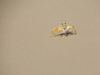 A yellow crab on the beach