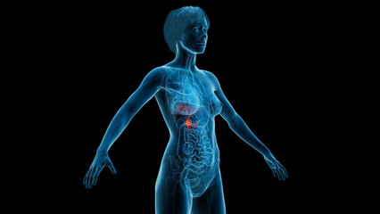 3D Rendered Medical Illustration of Female Anatomy - Gallbladder
