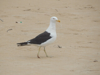 A seagull walking on the beach